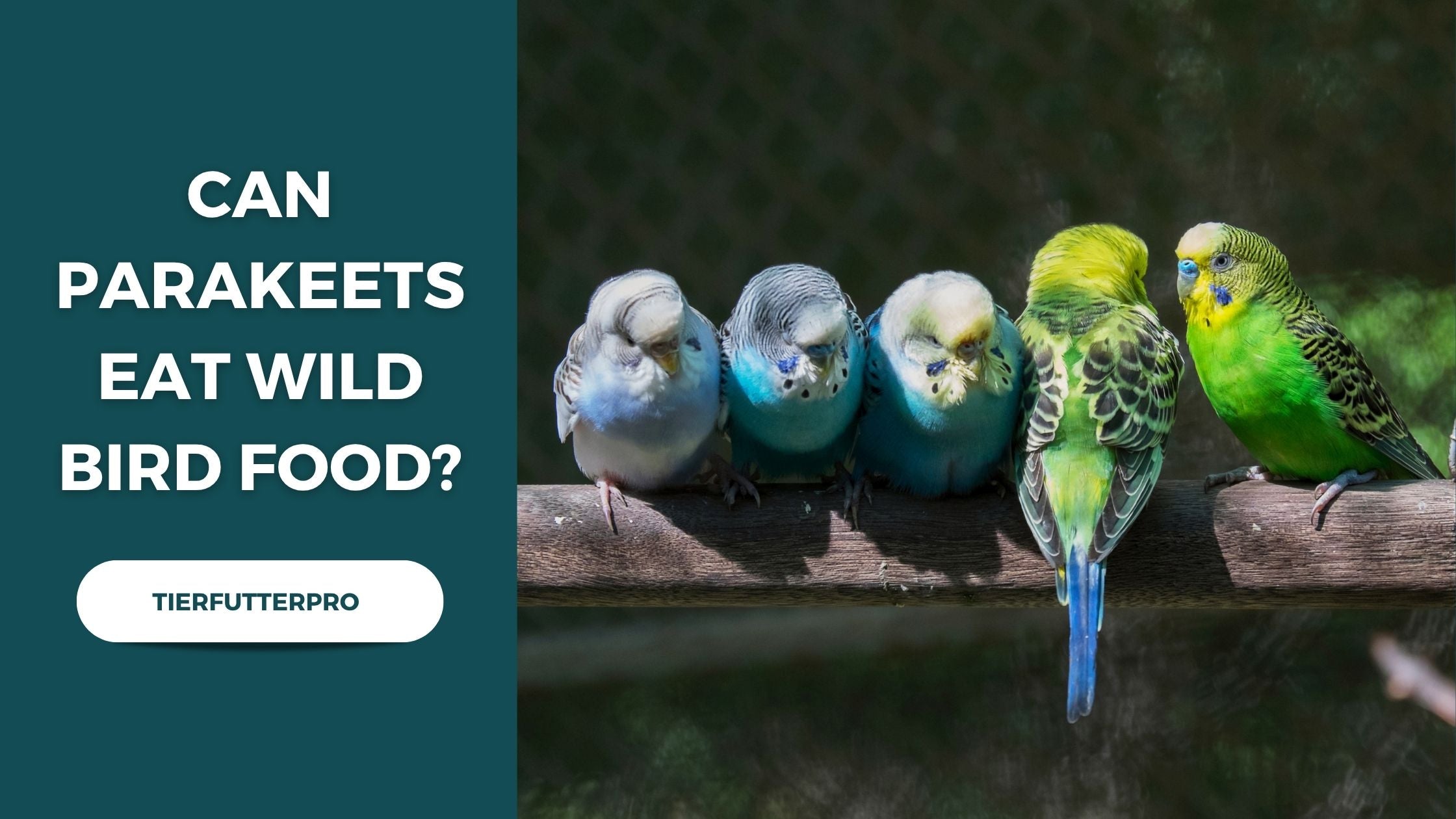 Can Parakeets Eat Wild Bird Food