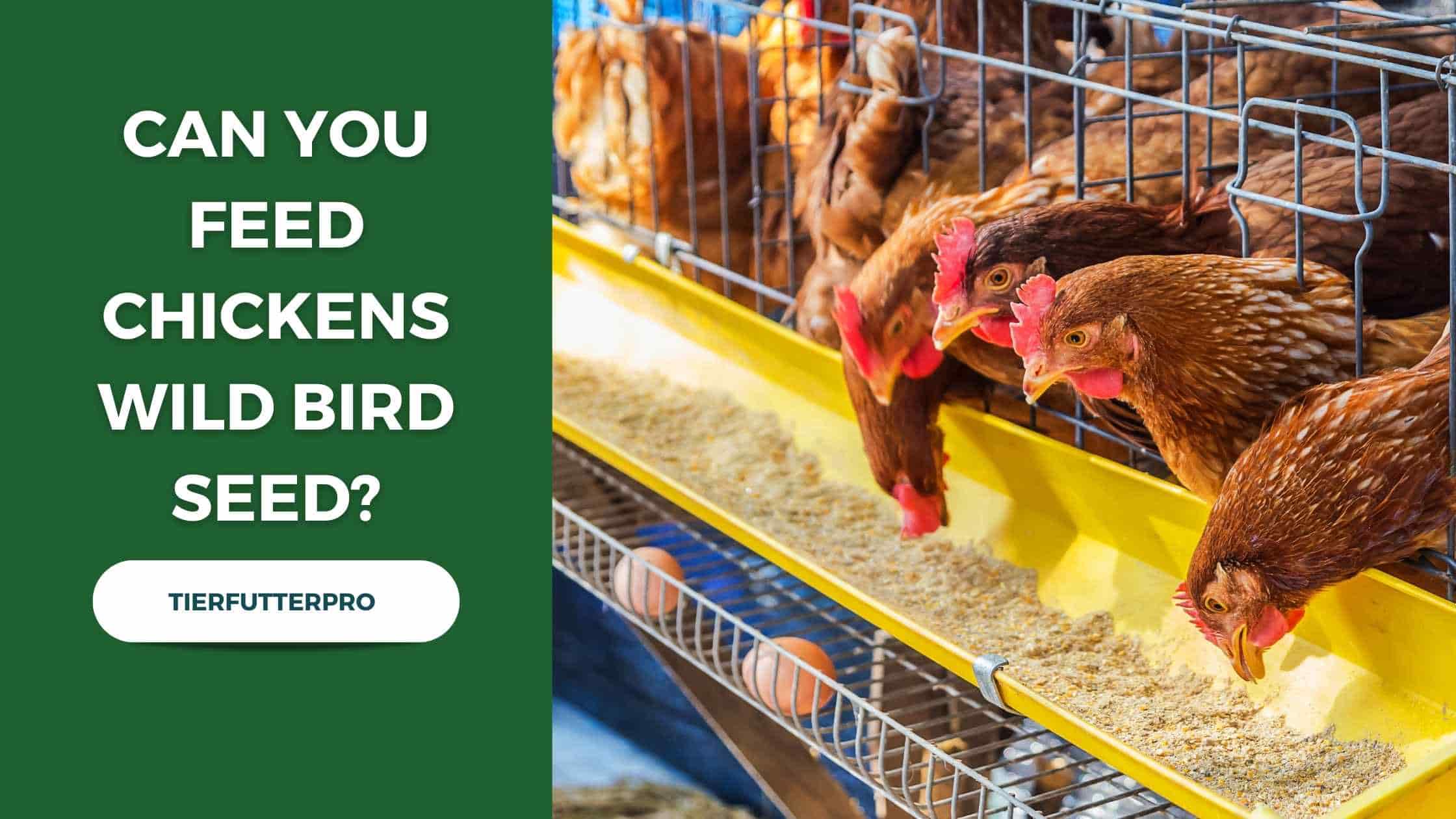 Can You Feed Chickens Wild Bird Seed?