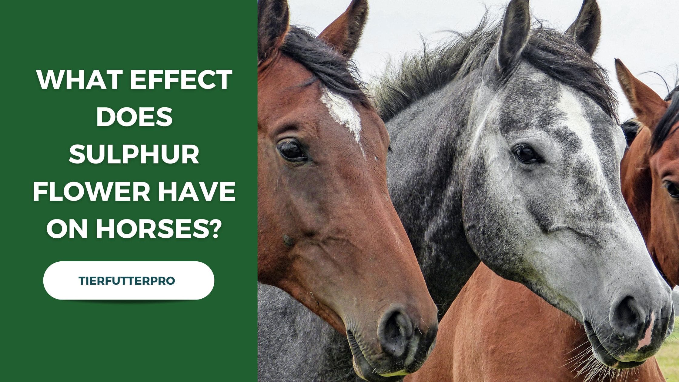 What Effect Does Sulphur Flower Have on Horses