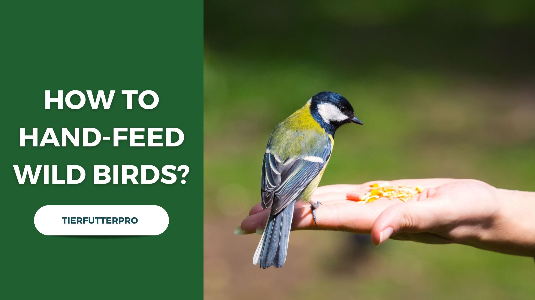 How to hand feed wild birds?