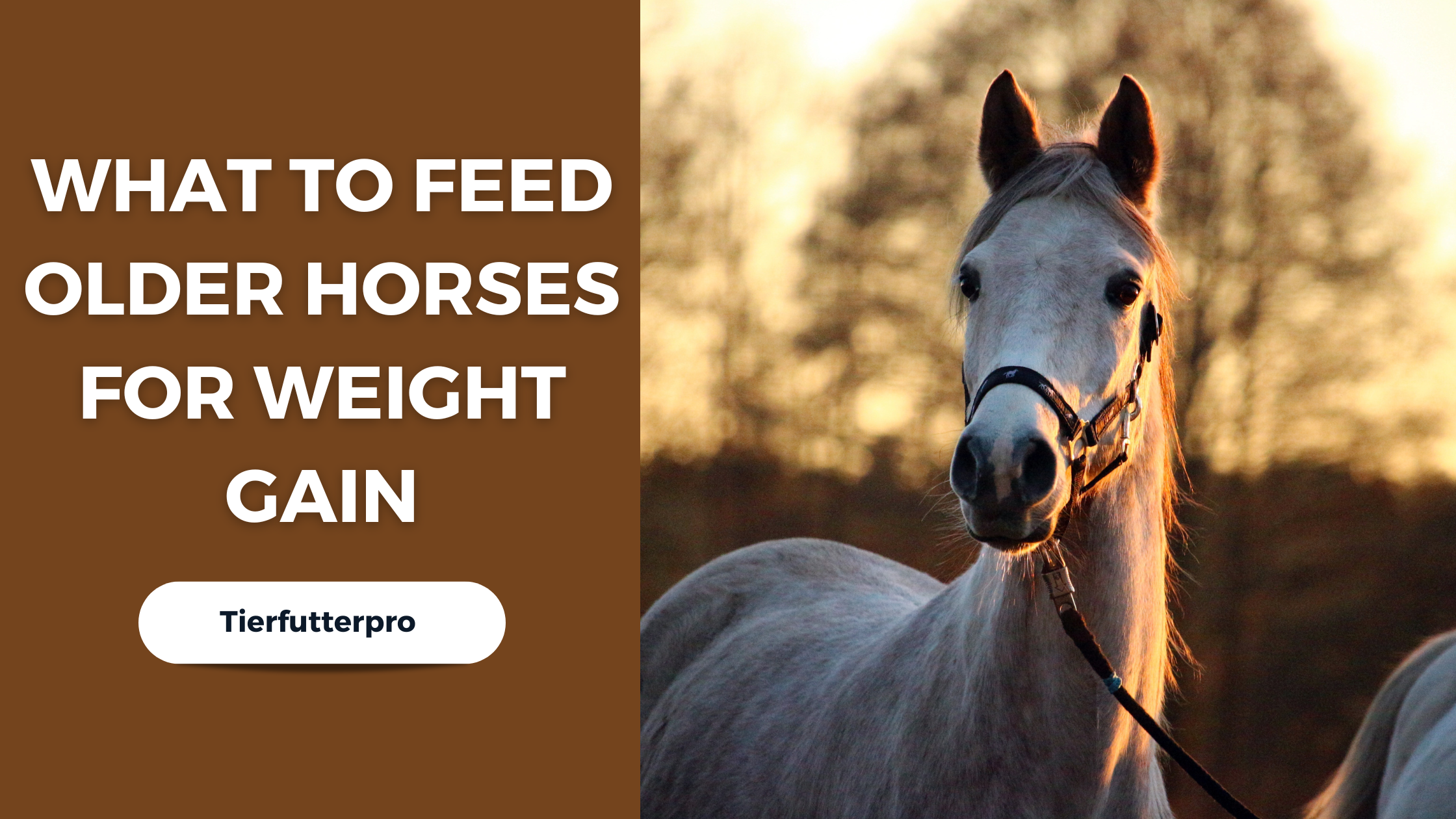 What to feed old horse to gain weight