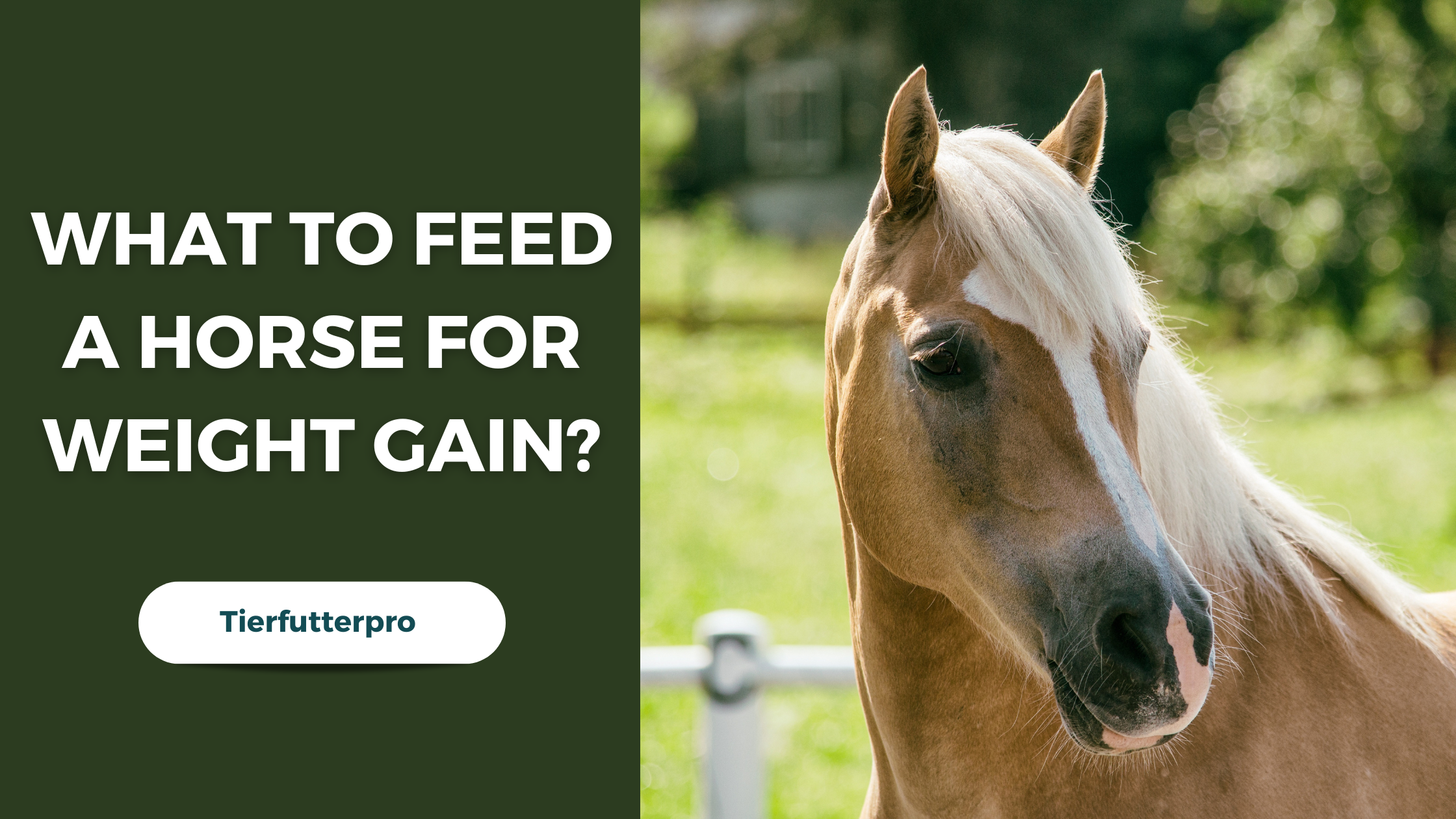 What to Feed a Horse to Gain Weight
