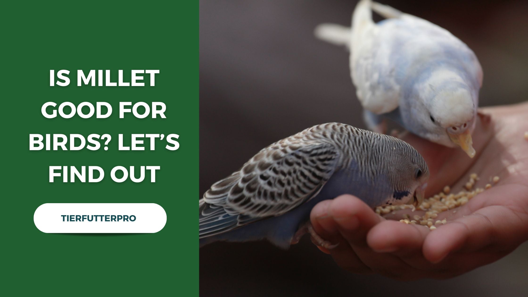 benefits of millets for birds