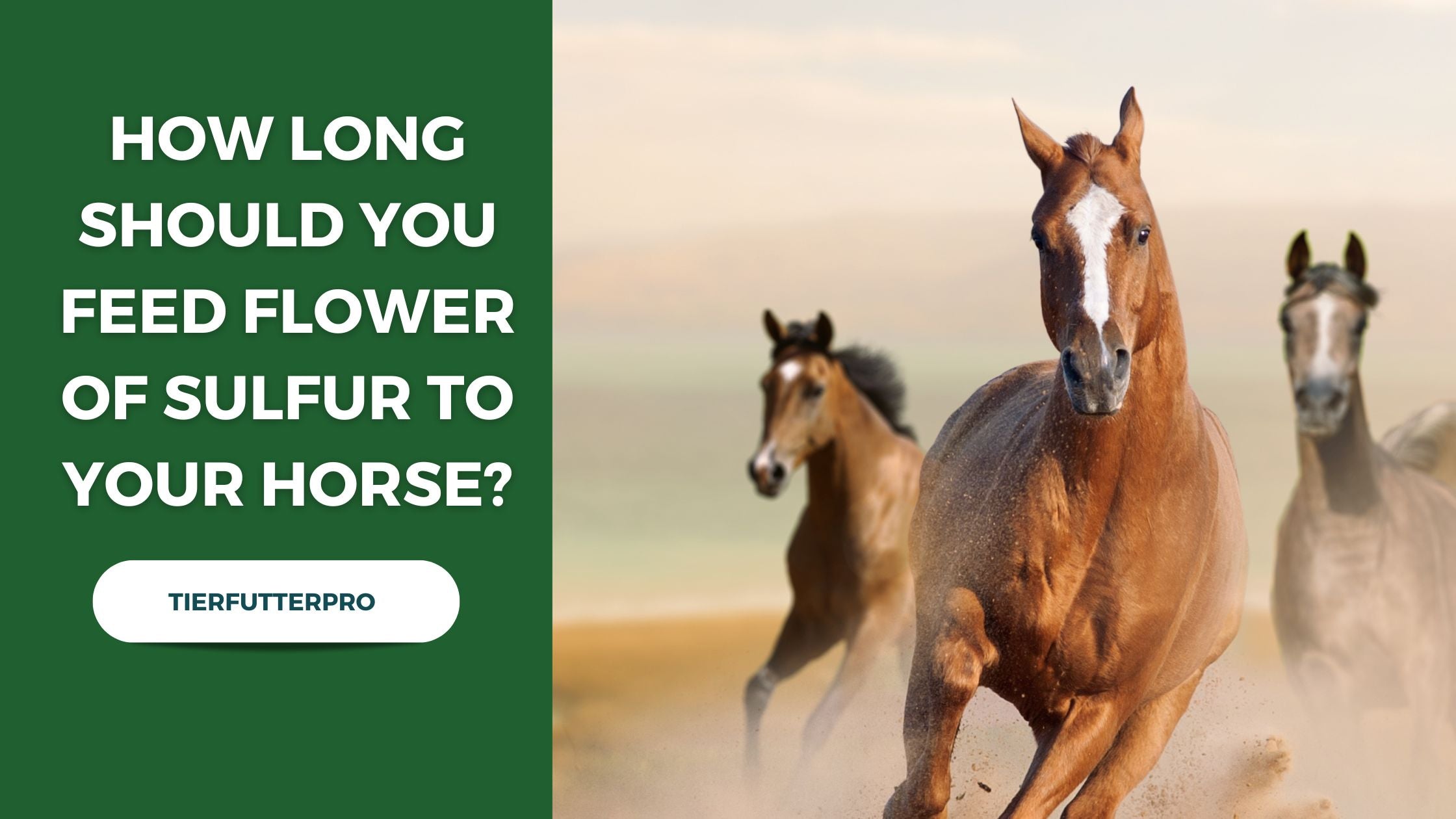 How Long Should You Feed Flower of Sulfur to Your Horse