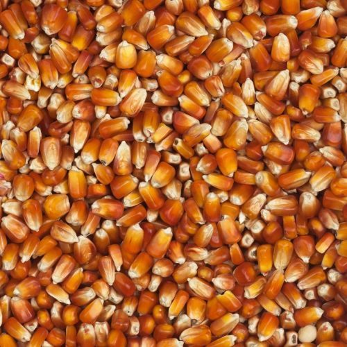 Roter französischer Mais