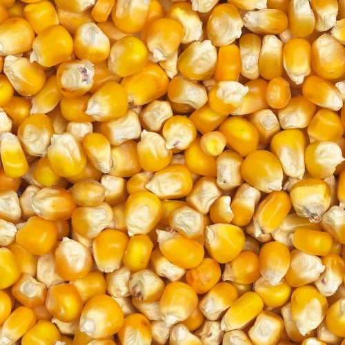 Yellow Crisp Mais