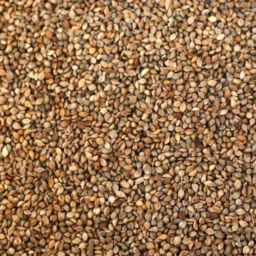 Eurital Japan Hirse – proteinreiches Tierfuttermittel, braun-beige Körner der Japan Hirse