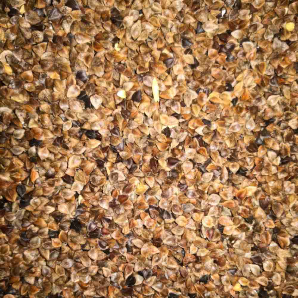 Eurital Buchweizen 5kg: Ideal für Wellensittiche & Ziervögel