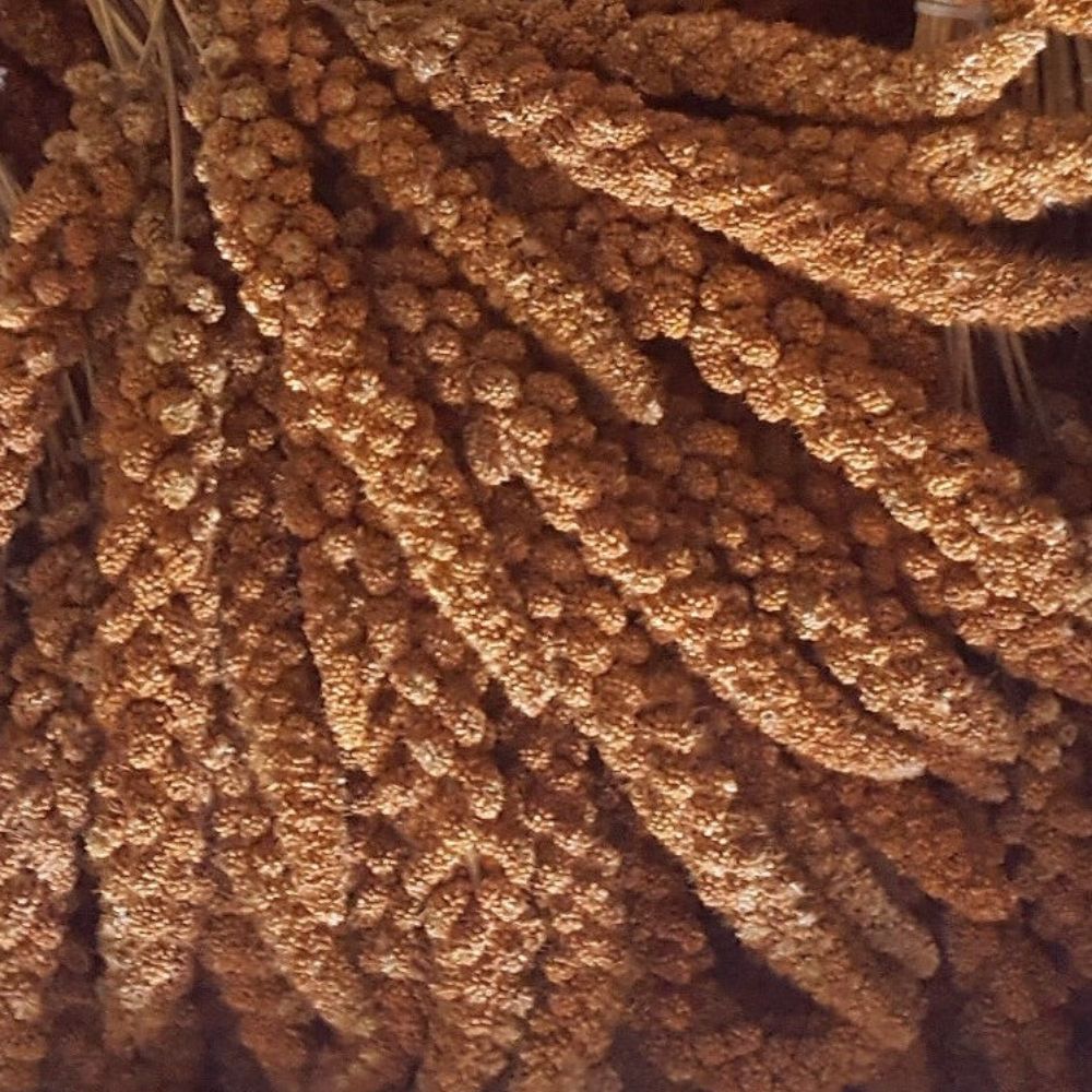 Kolbenhirse rot, China 1kg für Haustiere im Tierfutterpro Shop