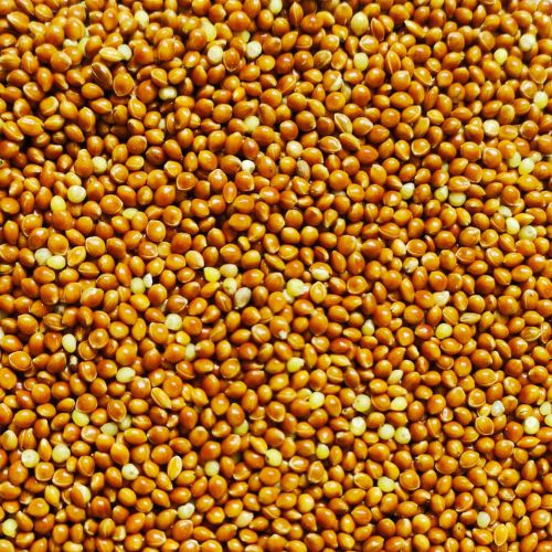 Rote Hirse 5 kg – eiweißreiches Naturfutter für Tauben, Sittiche und Exoten