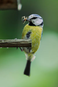 Wildvögel