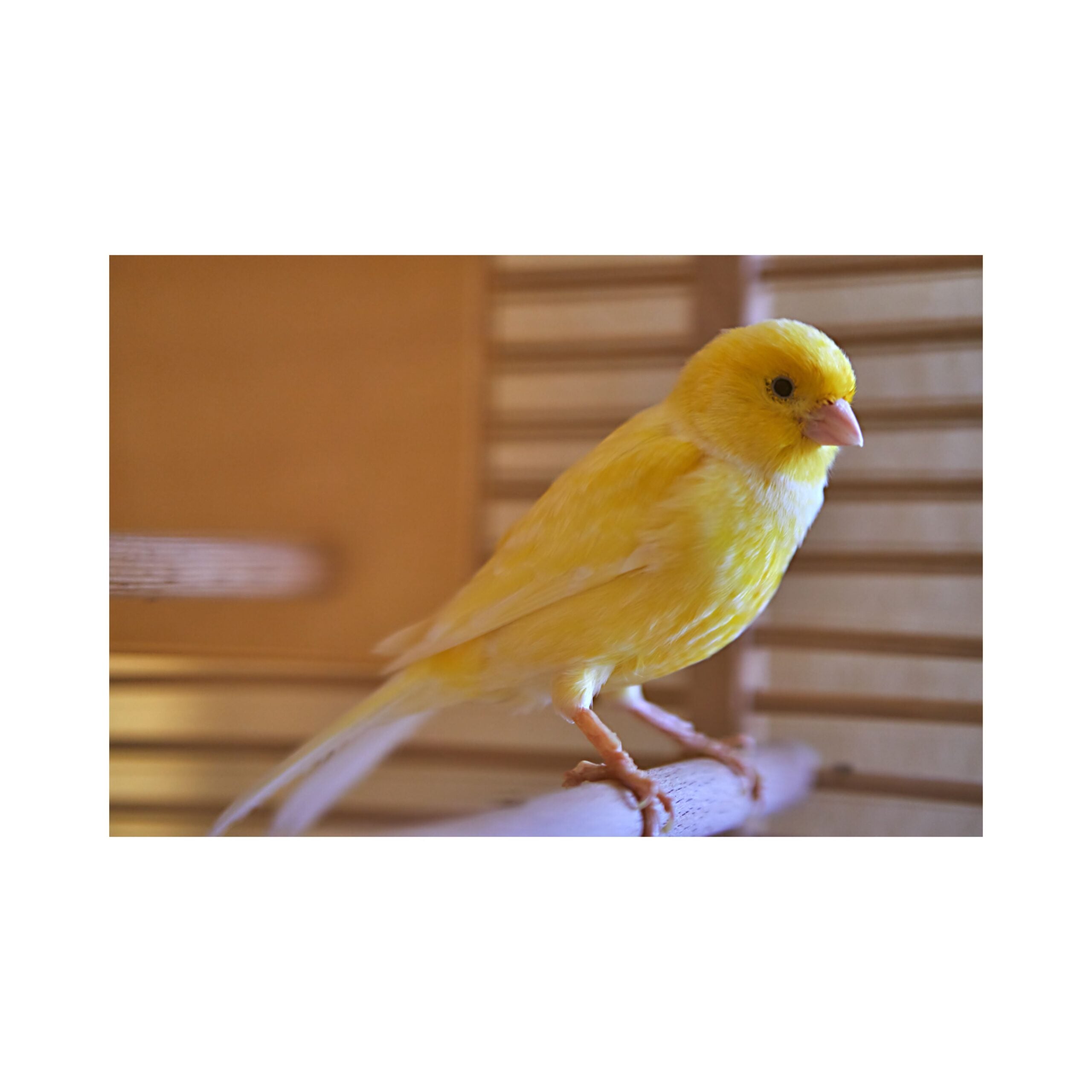 Eurital Kanarien Mix