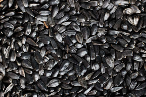 Eurital Schwarze Sonnenblumenkerne 5kg Energielieferanten für Vögel