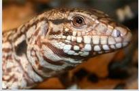 Schlangenmilben bei Reptilien INFO für Haustiere im Tierfutterpro Shop