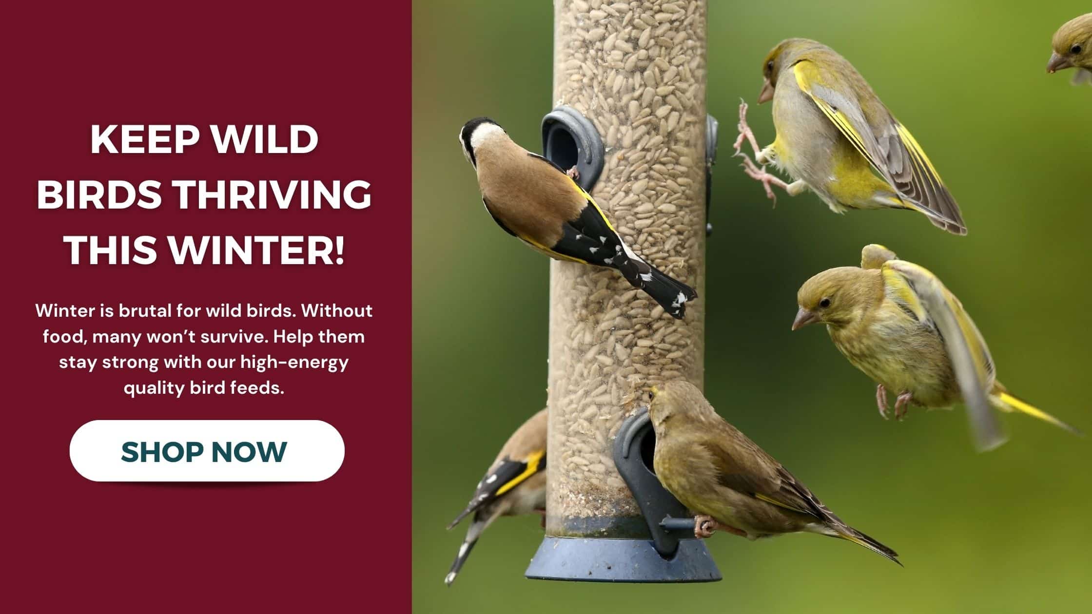 Shop Bird Feeds to Keep Wild Birds Thriving This Winter