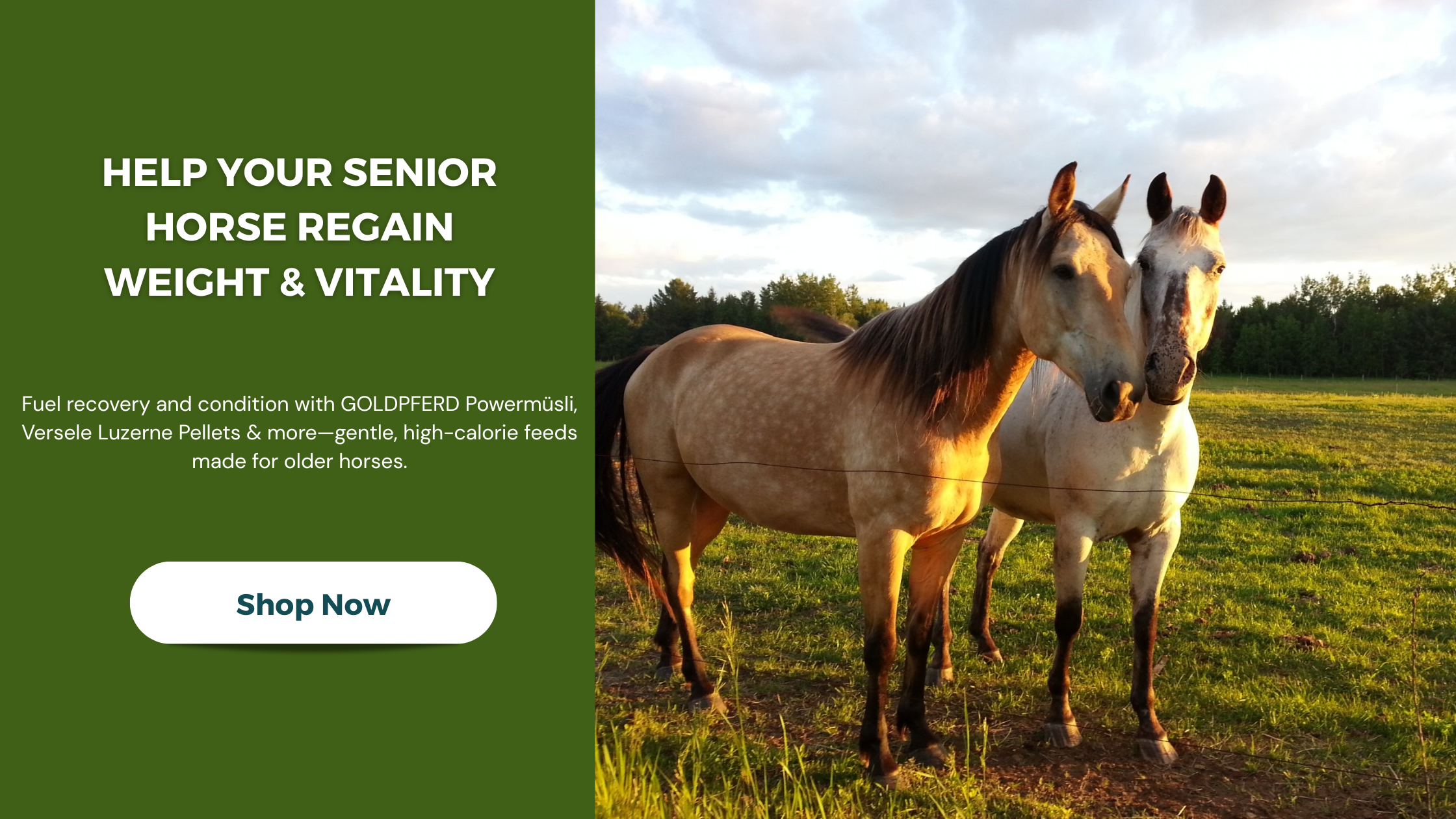 Feed for Older Horses to Gain Weight